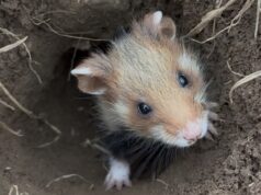 Umweltministerium: Feldhamsterschutz bei Mainz läuft bis 2029 weiter