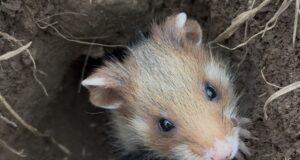 Umweltministerium: Feldhamsterschutz bei Mainz läuft bis 2029 weiter