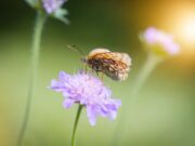 Mehr als eine Wiese: Stadt gestaltet Trittsteinbiotop an der Karlsbaderstraße