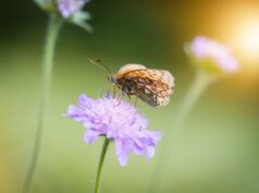 Mehr als eine Wiese: Stadt gestaltet Trittsteinbiotop an der Karlsbaderstraße