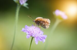 Mehr als eine Wiese: Stadt gestaltet Trittsteinbiotop an der Karlsbaderstraße