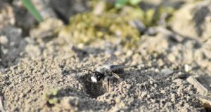 Gemeinsam für die Natur