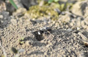 Gemeinsam für die Natur Artenschutz >>>Exkursion zum Tag der Erde am 12. April in Bodenheim