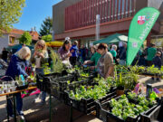 Pflanzentauschbörse und vieles mehr