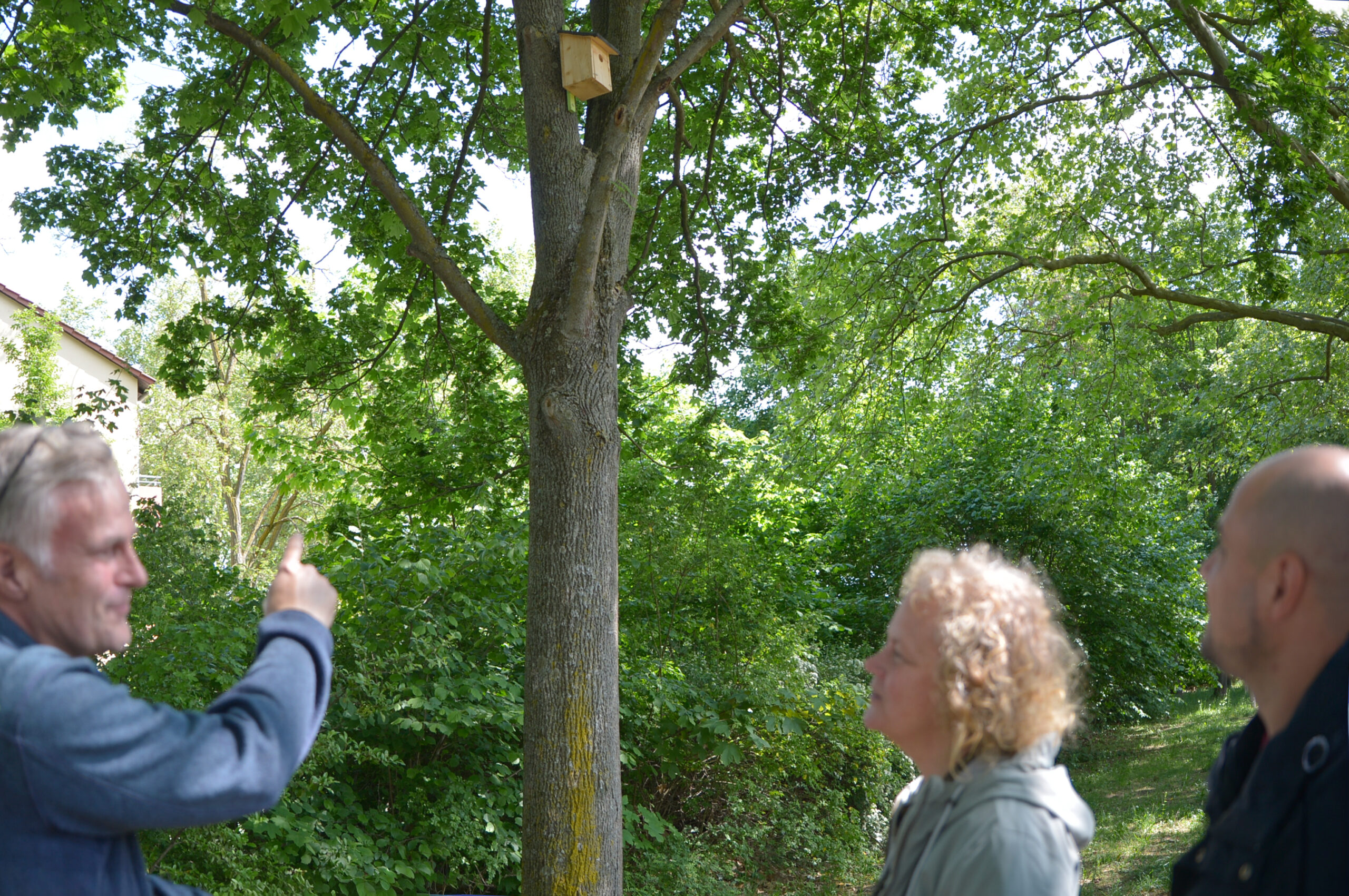 Bernhard Katein vom städtischen Grün- und Umweltamt erläutert Umweltdezernentin Janina Steinkrüger und Ortsvorsteher Christian Kanka die Details des neuen Nistkastenparcours in Mombach. Das Konzept verbindet unterschiedliche Lebensräume vom waldartigen Abschnitt bis zum Offenland in Richtung Mainzer Sand.