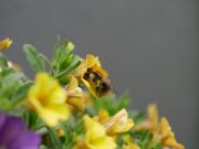 Klimabalkone gesucht