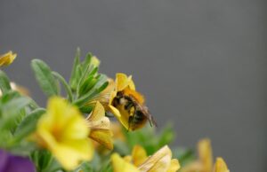 Klimabalkone gesucht Stadt und Kreis starten Fotowettbewerbe