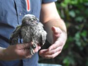 NABU beringt Nachwuchs in Bodenheim