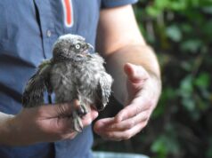 NABU beringt Nachwuchs in Bodenheim