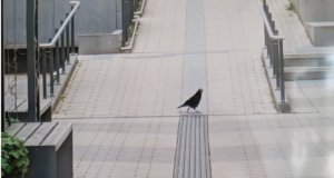 Mit neuem Blick durch den Stadtteil laufen und die Umwelt anders sehen