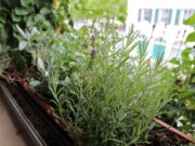 Klimabalkone auch in Rüsselsheim am Main gesucht