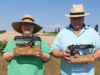 Feldhamster Frida und Fridolin freigelassen