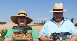 Feldhamster Frida und Fridolin freigelassen