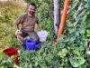 Durstige Wildtiere im Weinberg