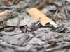Plastik, Müll und die Folgen