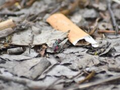 Plastik, Müll und die Folgen