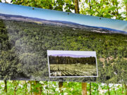 Waldzustand im 75. Jubiläumsjahr des Zweckverbandes