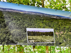 Waldzustand im 75. Jubiläumsjahr des Zweckverbandes