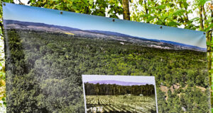 Waldzustand im 75. Jubiläumsjahr des Zweckverbandes