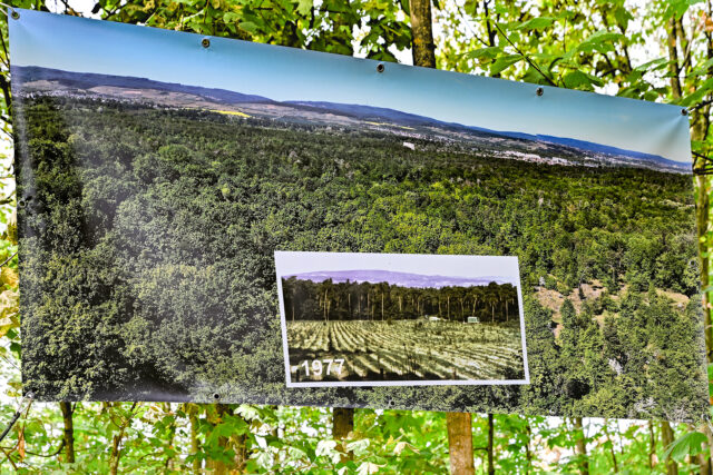Budenheim_Waldzustandsbericht_2