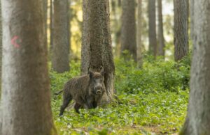 Keine Entspannung für Nackenheimer Rheininseln aber erste Lockerungen bei Oppenheim Kisselwörth bleibt gesperrt, Wege im Oppenheimer Wäldchen wieder geöffnet