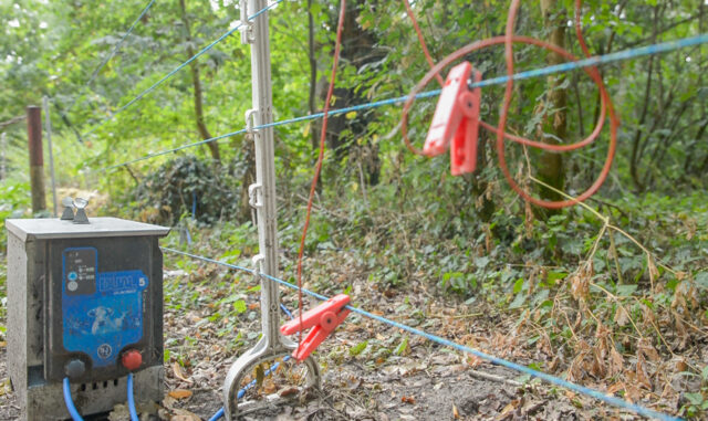 Den Elektrozaun (F0to) ersetzt jetzt zum großen Teil ein fest installierter Schutzzaun. Foto: Gregor Starosczyk-Gerlach