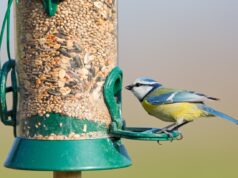 Vogeloasen bringen Natur in Pflegeeinrichtungen