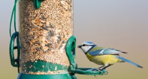 Vogeloasen bringen Natur in Pflegeeinrichtungen